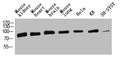 Western Blot analysis of mouse-kidney mouse-heart mouse-brain mouse-lung Hela KB SH-SY5Y cells using HSP70 Polyclonal Antibody diluted at 1:2000. Secondary antibody  was diluted at 1:20000