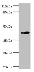 Western blot
All lanes: RNF133 antibody at 2µg/ml + K562 whole cell lysate
Secondary
Goat polyclonal to rabbit IgG at 1/10000 dilution
Predicted band size: 43 kDa
Observed band size: 43 kDa
