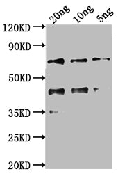 Western Blot
Positive WB detected in Recombinant protein
All lanes: kaiC antibody at 1:2000
Secondary
Goat polyclonal to rabbit IgG at 1/50000 dilution
Predicted band size: 56.8 kDa
Observed band size: 69 kDa