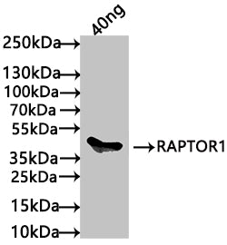 Western Blot
Positive WB detected in: recombinant protein
All lanes: RAPTOR1 Antibody at 1:1000
Secondary
Goat polyclonal to rabbit IgG at 1/50000 dilution
Predicted band size: 46 kDa
Observed band size: 46 kDa