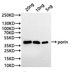 Western Blot
Positive WB detected in: recombinant protein
All lanes:porin Antibody at 1:1000
Secondary
Goat polyclonal to rabbit IgG at 1/20000 dilution
Predicted band size: 37.3 kDa
Observed band size: 37.3 kDa