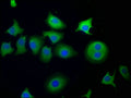 Immunofluorescence staining of A549 cells with CSB-PA856945LA01HU at 1:50, counter-stained with DAPI. The cells were fixed in 4% formaldehyde, permeabilized using 0.2% Triton X-100 and blocked in 10% normal Goat Serum. The cells were then incubated with the antibody overnight at 4°C. The secondary antibody was Alexa Fluor 488-congugated AffiniPure Goat Anti-Rabbit IgG(H+L).