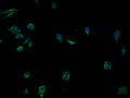 Immunofluorescence staining of HepG2 cells with CSB-PA857015OA01HU at 1:100, counter-stained with DAPI. The cells were fixed in 4% formaldehyde and blocked in 10% normal Goat Serum. The cells were then incubated with the antibody overnight at 4°C. The secondary antibody was Alexa Fluor 488-congugated AffiniPure Goat Anti-Rabbit IgG(H+L).