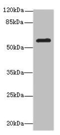 Western blot All lanes: MMP19antibody at 2.58ug/ml + Mouse lung tissue Secondary Goat polyclonal to rabbit IgG at 1/10000 dilution Predicted band size: 58, 26, 7, 34 kDa Observed band size: 58 kDa