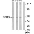 Western blot analysis of extracts from NIH-3T3 cells, HT-29 cells and RAW264.7 cells, using p50 CDC37 antibody.