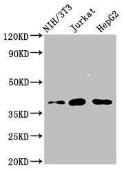 Western Blot
Positive WB detected in: NIH/3T3 whole cell lysate, Jurkat whole cell lysate, HepG2 whole cell lysate
All lanes: RNF2 antibody at 4µg/ml
Secondary
Goat polyclonal to rabbit IgG at 1/50000 dilution
Predicted band size: 38, 30 kDa
Observed band size: 38 kDa
