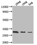 Western Blot
Positive WB detected in Recombinant protein
All lanes: HSH49 antibody at 1:2000
Secondary
Goat polyclonal to rabbit IgG at 1/50000 dilution
Predicted band size: 28.6 kDa
Observed band size: 29 kDa