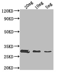 Western Blot
Positive WB detected in Recombinant protein
All lanes: HSH49 antibody at 1:2000
Secondary
Goat polyclonal to rabbit IgG at 1/50000 dilution
Predicted band size: 28.6 kDa
Observed band size: 29 kDa