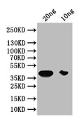 Western Blot
Positive WB detected in: recombinant protein
All lanes: PIP1-5 Antibody at 1:1000
Secondary
Goat polyclonal to rabbit IgG at 1/50000 dilution
Predicted band size: 38 kDa
Observed band size: 38 kDa
