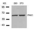 Western blot analysis of extracts from 293 and 3T3 cells using PAK1(Ab-212) Antibody.