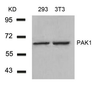 Western blot analysis of extracts from 293 and 3T3 cells using PAK1(Ab-212) Antibody.