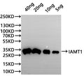 Western Blot
Positive WB detected in: recombinant protein
All lanes:IAMT1 Antibody at 1:1000
Secondary
Goat polyclonal to rabbit IgG at 1/20000 dilution
Predicted band size: 31.2 kDa
Observed band size: 31.2 kDa