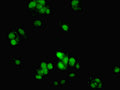 Immunofluorescent analysis of MCF-7 cells using CSB-PA861988LA01HU at dilution of 1:100 and Alexa Fluor 488-congugated AffiniPure Goat Anti-Rabbit IgG(H+L)