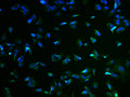 Immunofluorescence staining of MCF-7 cells with CSB-PA862012LA01HU at 1:100, counter-stained with DAPI. The cells were fixed in 4% formaldehyde and blocked in 10% normal Goat Serum. The cells were then incubated with the antibody overnight at 4°C. The secondary antibody was Alexa Fluor 488-congugated AffiniPure Goat Anti-Rabbit IgG(H+L).