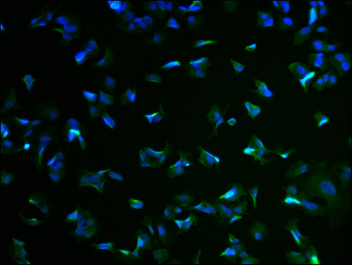 Immunofluorescence staining of MCF-7 cells with CSB-PA862012LA01HU at 1:100, counter-stained with DAPI. The cells were fixed in 4% formaldehyde and blocked in 10% normal Goat Serum. The cells were then incubated with the antibody overnight at 4°C. The secondary antibody was Alexa Fluor 488-congugated AffiniPure Goat Anti-Rabbit IgG(H+L).