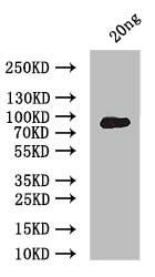 Western Blot
Positive WB detected in: recombinant protein
All lanes: ERVK-5 Antibody at 1:1000
Secondary
Goat polyclonal to rabbit IgG at 1/50000 dilution
Predicted band size: 90 kDa
Observed band size: 90 kDa