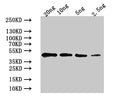 Western Blot
Positive WB detected in: recombinant protein
All lanes:GASA14Antibody at 1:1000
Secondary
Goat polyclonal to rabbit IgG at 1/50000 dilution
Predicted band size: 43 kDa
Observed band size: 43 kDa