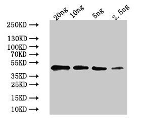 Western Blot
Positive WB detected in: recombinant protein
All lanes:GASA14Antibody at 1:1000
Secondary
Goat polyclonal to rabbit IgG at 1/50000 dilution
Predicted band size: 43 kDa
Observed band size: 43 kDa