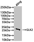 Western Blot
Positive WB detected in: recombinant protein
All lanes: GLK2 Antibody at 1:1000
Secondary
Goat polyclonal to rabbit IgG at 1/50000 dilution
Predicted band size: 25 kDa
Observed band size: 27 kDa