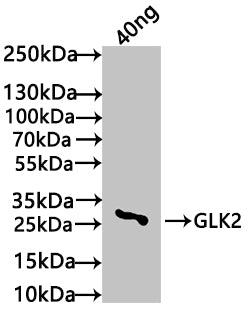 Western Blot
Positive WB detected in: recombinant protein
All lanes: GLK2 Antibody at 1:1000
Secondary
Goat polyclonal to rabbit IgG at 1/50000 dilution
Predicted band size: 25 kDa
Observed band size: 27 kDa