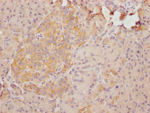IHC image of CSB-PA864019LA01HU diluted at 1:100 and staining in paraffin-embedded human pancreatic tissue performed on a Leica BondTM system. After dewaxing and hydration, antigen retrieval was mediated by high pressure in a citrate buffer (pH 6.0). Section was blocked with 10% normal goat serum 30min at RT. Then primary antibody (1% BSA) was incubated at 4°C overnight. The primary is detected by a Goat anti-rabbit polymer IgG labeled by HRP and visualized using 0.05% DAB.