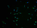 Immunofluorescence staining of SH-SY5Y cells with CSB-PA864031LA01HU-IF at 1:100, counter-stained with DAPI. The cells were fixed in 4% formaldehyde and blocked in 10% normal Goat Serum. The cells were then incubated with the antibody overnight at 4°C. The secondary antibody was Alexa Fluor 488-congugated AffiniPure Goat Anti-Rabbit IgG(H+L).