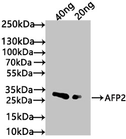 Western Blot
Positive WB detected in: recombinant protein
All lanes: AFP2 Antibody at 1:1000
Secondary
Goat polyclonal to rabbit IgG at 1/50000 dilution
Predicted band size: 21 kDa
Observed band size: 27 kDa
