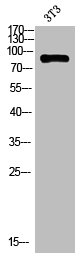 Western blot analysis of 3T3 using A20 antibody.. Secondary antibody  was diluted at 1:20000