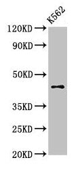 Western Blot
Positive WB detected in: K562 whole cell lysate
All lanes: AGPAT3 antibody at 3µg/ml
Secondary
Goat polyclonal to rabbit IgG at 1/50000 dilution
Predicted band size: 44, 37, 46 kDa
Observed band size: 44 kDa