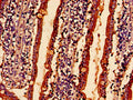Immunohistochemistry analysis of human small intestine tissue using CSB-PA865140LA01HU at dilution of 1:100