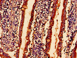 Immunohistochemistry analysis of human small intestine tissue using CSB-PA865140LA01HU at dilution of 1:100