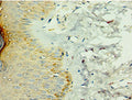 Immunohistochemistry of paraffin-embedded human skin tissue using CSB-PA866201DSR1HU at dilution of 1:100