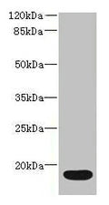 Western blot
All lanes: IL36RN antibody at 16µg/ml + Mouse stomach tissue
Secondary
Goat polyclonal to rabbit IgG at 1/10000 dilution
Predicted band size: 17 kDa
Observed band size: 17 kDa