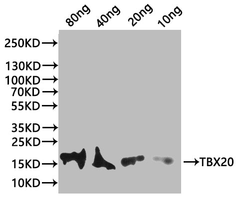 Western Blot
Positive WB detected in: recombinant protein
All lanes:tbx20 Antibody at 1:1000
Secondary
Goat polyclonal to rabbit IgG at 1/20000 dilution
Predicted band size: 26.42 kDa
Observed band size: 28 kDa