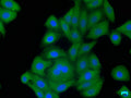 Immunofluorescence staining of HepG2 cells with CSB-PA868295NA01HU at 1:50, counter-stained with DAPI. The cells were fixed in 4% formaldehyde, permeabilized using 0.2% Triton X-100 and blocked in 10% normal Goat Serum. The cells were then incubated with the antibody overnight at 4°C. The secondary antibody was Alexa Fluor 488-congugated AffiniPure Goat Anti-Rabbit IgG(H+L).