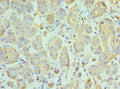 Immunohistochemistry of paraffin-embedded human salivary gland tissue using CSB-PA868302ESR2HU at dilution of 1:100