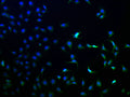 Immunofluorescence staining of A549 cells with CSB-PA868319LA01HU at 1:100, counter-stained with DAPI. The cells were fixed in 4% formaldehyde and blocked in 10% normal Goat Serum. The cells were then incubated with the antibody overnight at 4°C. The secondary antibody was Alexa Fluor 488-congugated AffiniPure Goat Anti-Rabbit IgG(H+L).