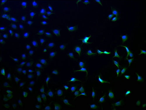 Immunofluorescence staining of A549 cells with CSB-PA868319LA01HU at 1:100, counter-stained with DAPI. The cells were fixed in 4% formaldehyde and blocked in 10% normal Goat Serum. The cells were then incubated with the antibody overnight at 4°C. The secondary antibody was Alexa Fluor 488-congugated AffiniPure Goat Anti-Rabbit IgG(H+L).
