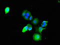 Immunofluorescent analysis of MCF-7 cells using CSB-PA868397LA01HU at dilution of 1:100 and Alexa Fluor 488-congugated AffiniPure Goat Anti-Rabbit IgG(H+L)