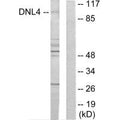 Western blot analysis of extracts from Jurkat cells, using DNL4 antibody.