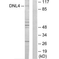 Western blot analysis of extracts from Jurkat cells, using DNL4 antibody.