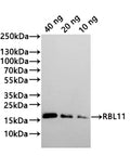Western Blot
Positive WB detected in: recombinant protein
All lanes:RBL11 Antibody at 1:1000
Secondary
Goat polyclonal to rabbit IgG at 1/20000 dilution
Predicted band size: 17.9 kDa
Observed band size: 18 kDa