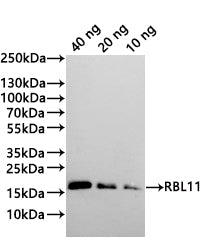 Western Blot
Positive WB detected in: recombinant protein
All lanes:RBL11 Antibody at 1:1000
Secondary
Goat polyclonal to rabbit IgG at 1/20000 dilution
Predicted band size: 17.9 kDa
Observed band size: 18 kDa
