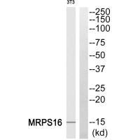 Western blot analysis of extracts from HepG2 cells, using MRPS16 antibody.