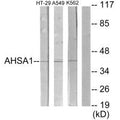 Western blot analysis of extracts from HT-29 cells, A549 cells and K562 cells, using AHSA1 antibody.