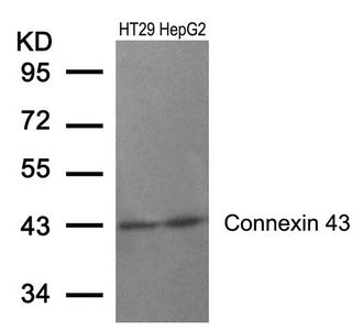 Western blot analysis of extracts from HT29 and HepG2 cells using Connexin 43(Ab-367) Antibody.