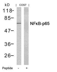 Western blot analysis of extracts from COS7 cells using NFkB -p65(Ab-435) Antibody and the same antibody preincubated with blocking peptide.