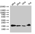 Western Blot
Positive WB detected in: recombinant protein
All lanes:AMP2-2 Antibody at 1:1000
Secondary
Goat polyclonal to rabbit IgG at 1/50000 dilution
Predicted band size: 18 kDa
Observed band size: 18 kDa