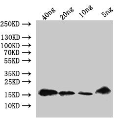 Western Blot
Positive WB detected in: recombinant protein
All lanes:AMP2-2 Antibody at 1:1000
Secondary
Goat polyclonal to rabbit IgG at 1/50000 dilution
Predicted band size: 18 kDa
Observed band size: 18 kDa
