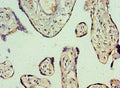 Immunohistochemistry of paraffin-embedded human placenta tissue using CSB-PA871388ESR1HU at dilution of 1:100
